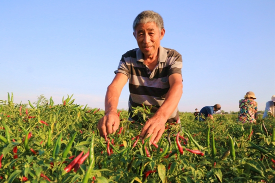 图说周口|淮阳区:又是辣椒火红时